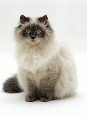  cat  breed  selection A purrfect cat 