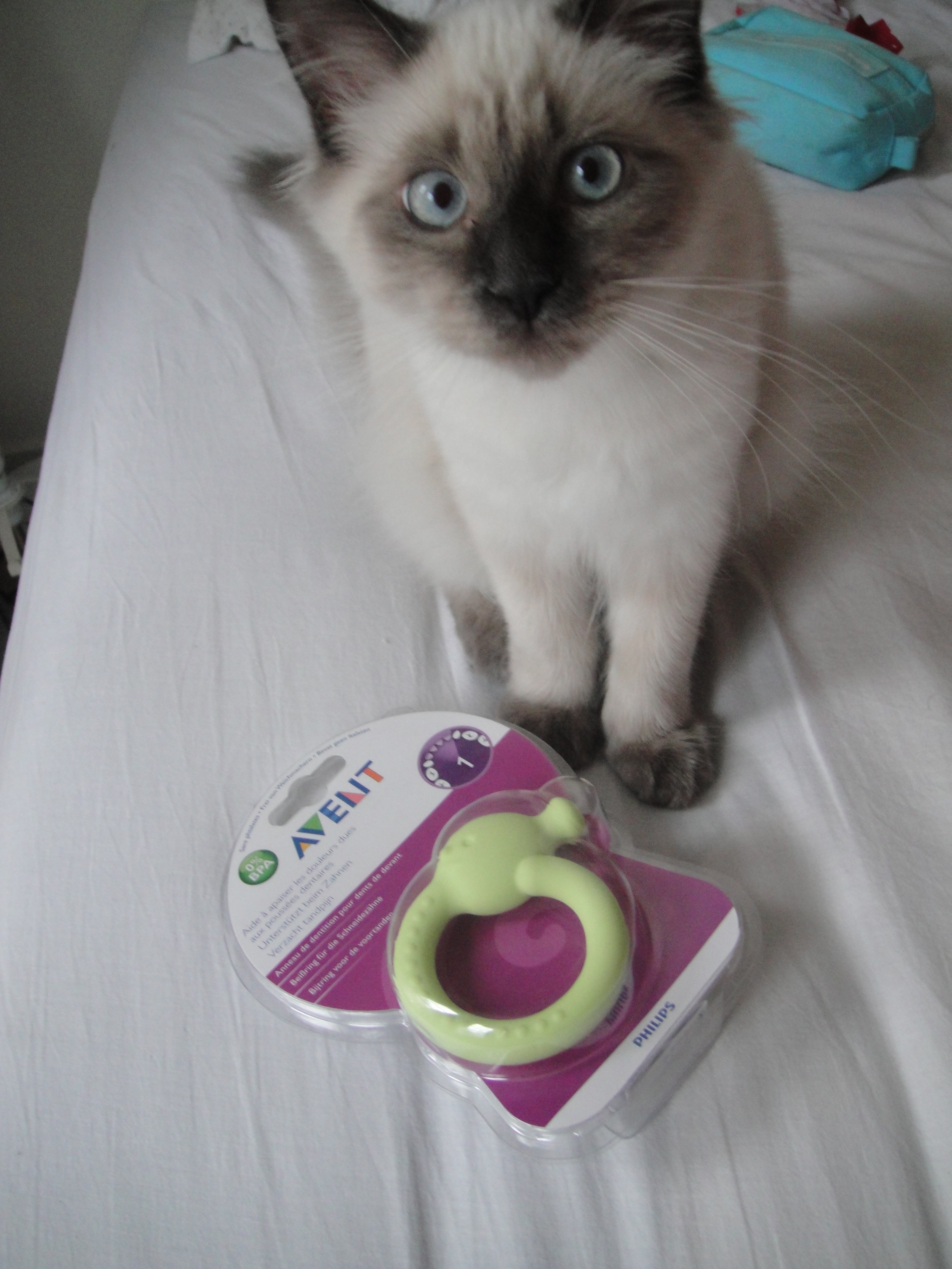 cat teether toy