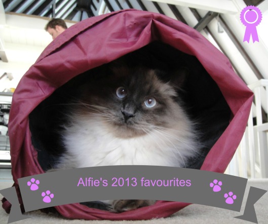 Alfie the cat in the tunnel