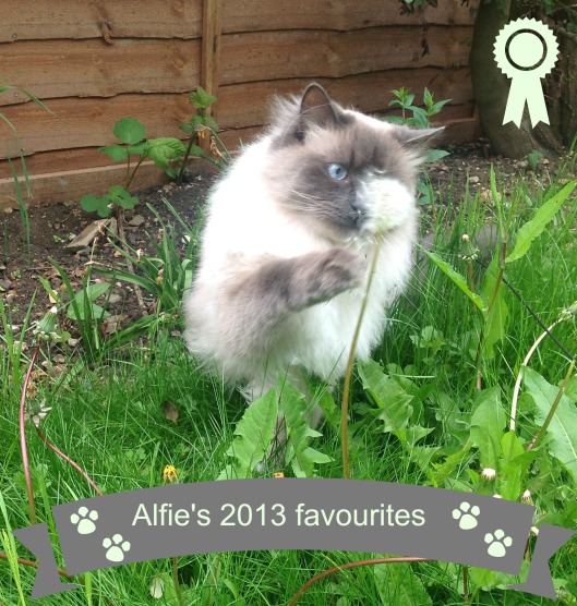 Alfie the cat in the garden