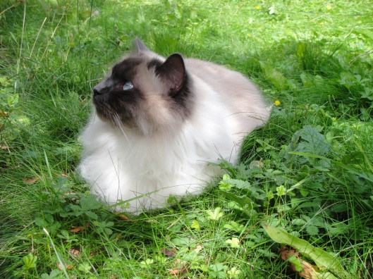 Alfie the purrfect cat in the garden